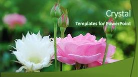  Presentation with red roses rose garden - Beautiful presentation featuring rosa parks - roses and flowers backdrop and a forest green colored foreground