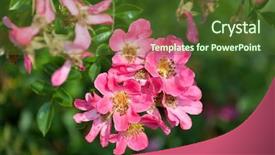  Presentation with sweet - Slide deck with rosa parks - sweet briar wild rose blooming background and a  colored foreground