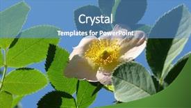  Presentation with blue rose - Colorful presentation design enhanced with rosa parks - wild rose flower against blue backdrop and a teal colored foreground