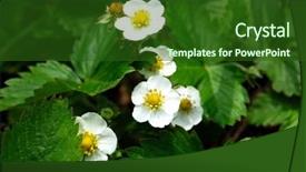  Presentation with cosmetic surgery close up - Theme featuring rosaceae-fragaria-viridis-duch-srawberry background and a forest green colored foreground