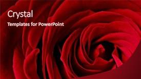  Presentation with abstract red - PPT theme consisting of 5 w - classification ordo primata family hominidae background and a tawny brown colored foreground.