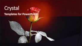  Presentation with snowflakes - PPT theme with rose and snowflakes aa background and a tawny brown colored foreground