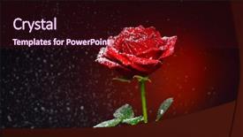  Presentation with snowflakes - Slide deck featuring rose and snowflakes falling background and a  colored foreground