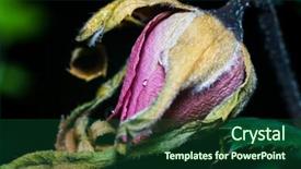  Presentation with bud - PPT layouts consisting of rose bud wilting and dying background and a forest green colored foreground