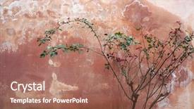  Presentation with red rose bush - Cool new PPT theme with rose bush on the background backdrop and a coral colored foreground