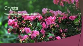  Presentation with pink green - Presentation design having rose bush with bright pink roses over a green background background and a tawny brown colored foreground