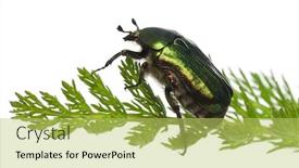  Presentation with white rose - Slide deck having rose-chafer-cetonia-aurata background and a yellow colored foreground