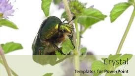  Presentation with white rose - Beautiful slide deck featuring rose-chafer-cetonia-aurata backdrop and a yellow colored foreground