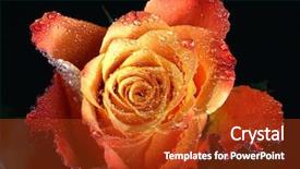  Presentation with 18th birthday rose gold - Presentation theme with rose close up background and a crimson colored foreground