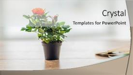  Presentation with home gardening - Beautiful PPT layouts featuring rose flower in pot backdrop and a white colored foreground