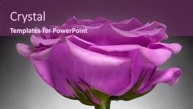  Presentation with dark flower - Colorful PPT theme enhanced with rose flower on a dark background backdrop and a violet colored foreground