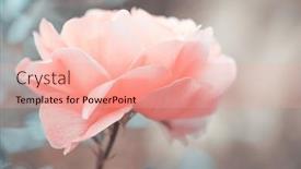  Presentation with watercolor soft pastel - Theme having rose-flower-petals-close-up background and a coral colored foreground