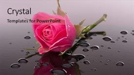 Presentation with dark flower - Slide set with rose flower with reflection background and a soft green colored foreground