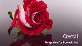  Presentation with dark flower - Amazing slide deck having rose flower with reflection on dark surface still life backdrop and a wine colored foreground