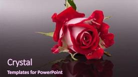  Presentation with dark flower - Slide deck consisting of rose flower with reflection on dark surface still life background and a wine colored foreground