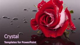  Presentation with dark flower - Slides consisting of rose flower with reflection background and a wine colored foreground