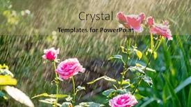  Presentation with irrigation - Theme having rose-flowers-watering-by-irrigation background and a mint green colored foreground