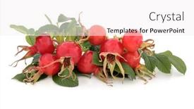  Presentation with white rose - Beautiful presentation design featuring rose-hip-fruit-over backdrop and a white colored foreground