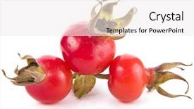  Presentation with red and white rose petals - PPT theme consisting of womens belts a dress for the women background and a yellow colored foreground