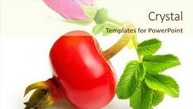  Presentation with rose flower - Colorful PPT theme enhanced with rose hip with flower isolated backdrop and a cream colored foreground