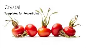  Presentation with red and white rose petals - Presentation theme enhanced with rose-hips-from-rosa-rugosa background and a white colored foreground