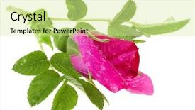  Presentation with hip - Presentation enhanced with rose hips isolated isolated background and a  colored foreground