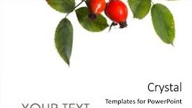  Presentation with rose hips - Amazing slides having rose hips isolated with sample backdrop and a white colored foreground