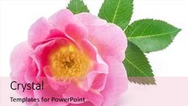  Presentation with rose hips - Slide set consisting of rose-hips or wild rose background and a coral colored foreground