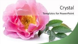  Presentation with rose hips - Presentation design with roses - rose-hips or wild rose berries background and a white colored foreground