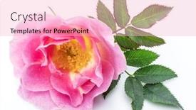  Presentation with rose hips - Amazing slide set having rose-hips or wild rose berries isolated on a white background backdrop and a lemonade colored foreground