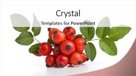  Presentation with hip - Presentation design featuring rose hips rosa canina close background and a white colored foreground