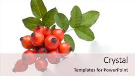  Presentation with hip - Cool new PPT theme with rose hips rosa canina close backdrop and a lemonade colored foreground