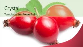  Presentation with rose hips - PPT layouts with rose-hips with leaf isolated background and a mint green colored foreground