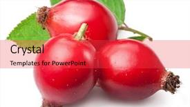  Presentation with white rose - PPT layouts with rose-hips with leaf isolated background and a red colored foreground