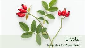  Presentation with hip - Presentation theme consisting of rose hips with leaves background and a mint green colored foreground