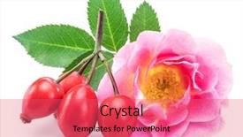  Presentation with rose hips - PPT theme having rose-hips with rose flower background and a coral colored foreground