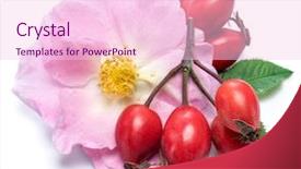 Presentation with rose hips - Amazing presentation theme having rose-hips with rose flower backdrop and a lemonade colored foreground