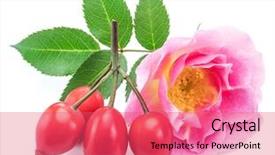  Presentation with rose hips - Audience pleasing presentation design consisting of rose-hips with rose flower backdrop and a coral colored foreground