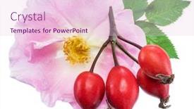  Presentation with rose hips - Slides having rose-hips with rose flower isolated on a white background background and a lemonade colored foreground
