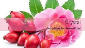  Presentation with rose hips - Theme featuring rose-hips-with-rose-flower background and a coral colored foreground