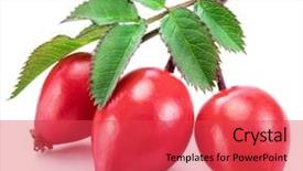 Presentation with rose hips - Amazing slide set having rose-hips with rose leaves backdrop and a red colored foreground