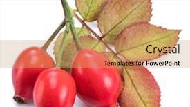  Presentation with rose hips - Audience pleasing slide deck consisting of rose-hips with rose leaves backdrop and a coral colored foreground