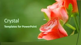  Presentation with red rose bush - Presentation having rose isolated on a green background and a  colored foreground