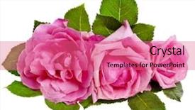  Presentation with pink rose - Cool new slide deck with rose isolated on a white backdrop and a coral colored foreground