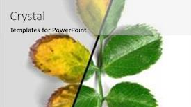  Presentation with plant insects - Slides with rose-leaves-diseases-and-healthy background and a light gray colored foreground