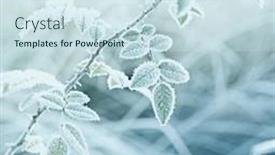  Presentation with winter scene - Colorful PPT theme enhanced with rose-leaves-with-hoarfrost-winter backdrop and a sky blue colored foreground