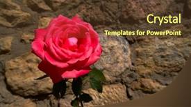  Presentation with stone masonry - Cool new presentation theme with rose macro closeup on masonry backdrop and a tawny brown colored foreground