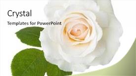  Presentation with red and white rose petals - Slides with rose of cream color isolated background and a pink colored foreground