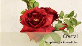  Presentation with pink rose petals on white - Beautiful PPT theme featuring rose on a white tablecloth backdrop and a  colored foreground