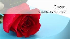  Presentation with blue rose - Audience pleasing slides consisting of rose on blue background backdrop and a  colored foreground